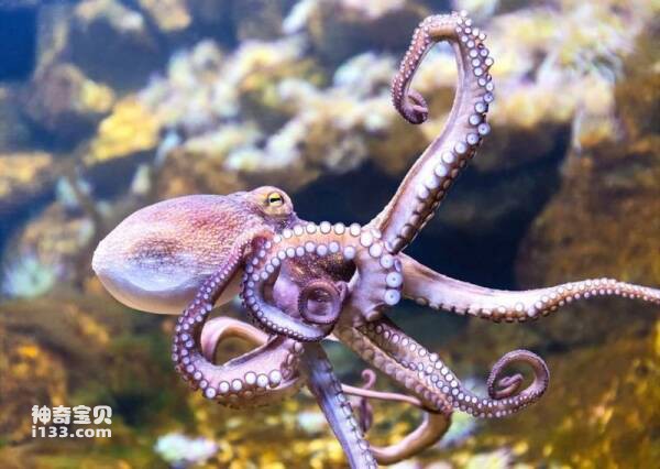 Do octopuses feel pain? Explore the mysterious inner world of the octopus