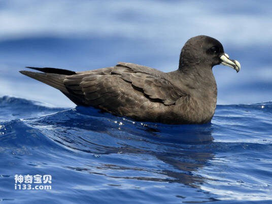 斐济圆尾鹱