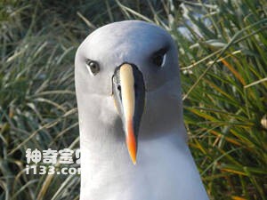 Thalassarche chrysostoma