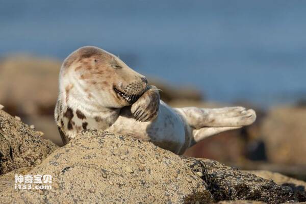 Funny Wildlife Photography Award: Real Angry Birds and Seals Covering Their Mouths and Laughing