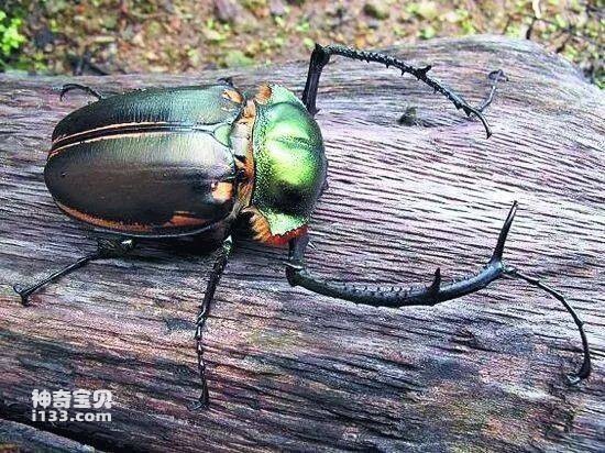 How many species of insects are known in China?
