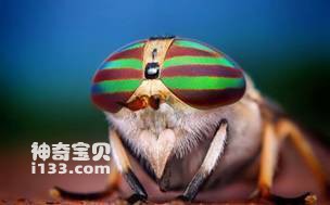 Are the eyes of insects the same as those of humans (compound eyes and single eyes for observing col