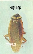 Insects Pterozoa Blattodea Blattoea (cockroaches, cockroaches)