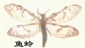 Insects Pterozoa Megaloptera (mud flies, fish flies)