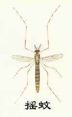 Insects Diptera (flies, mosquitoes, gnats, midges, flies)