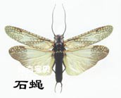Insects Ptera Subclass Plecoptera (stoneflies)