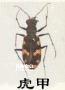 Scarab beetles have so many relatives_Insects Coleoptera (Beetles)