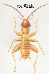 Insects Zoraptera (Zoraptera)