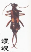 Insects Dermaptera (earwigs)