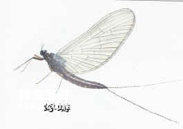 Insects Pterozoa Ephemeroptera (Ephemeroptera)
