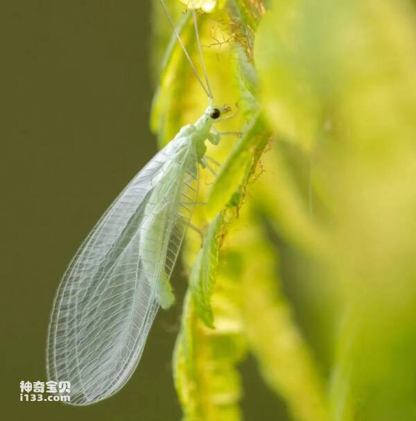 Insects, subclass Neuroptera (lacewings, ant flies, aphid lions, ant lions)