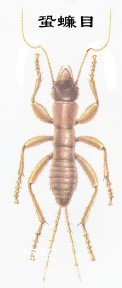 Insects Pterozoa, order Gryllobattodea (blatchiata)