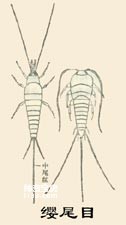 Insects Thysanura (Silverfish)