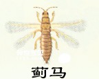 Insects Thysanoptera (thrips)