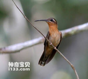 Glaucis dohrnii