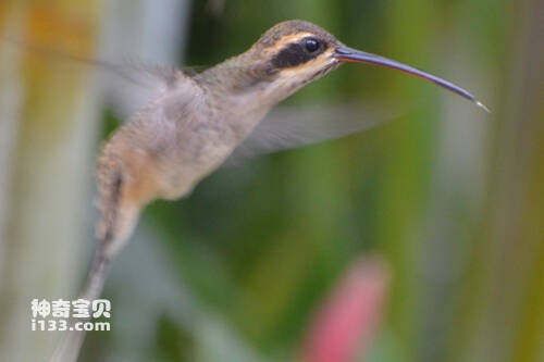 Phaethornis anthophilus