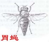 What is horse stomach fly