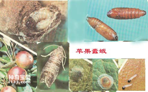 Insects harmful to humans (harms of pests and prevention methods)