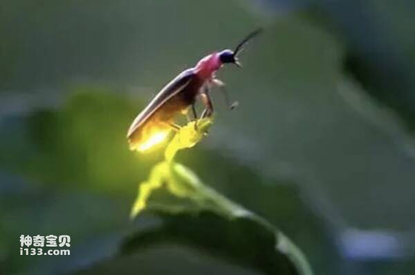 Inspirations from insects to humans (the working principle of fluorescent lamps)