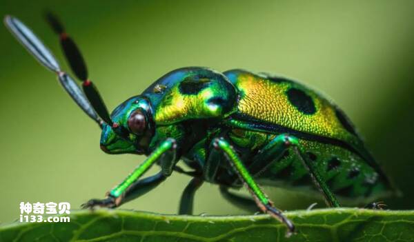 The colorful language of insects