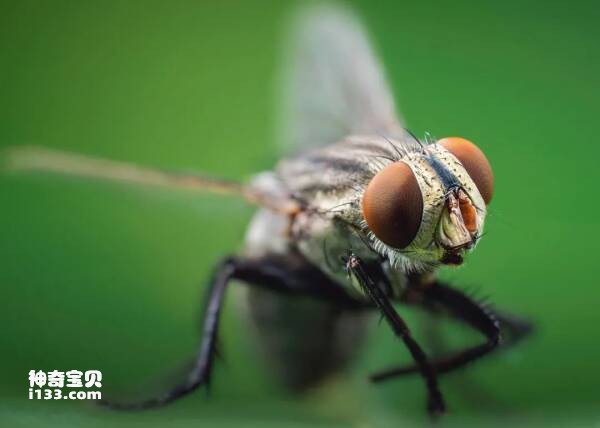 The Extraordinary Contributions of Flies (Contributions of Flies to Humanity)