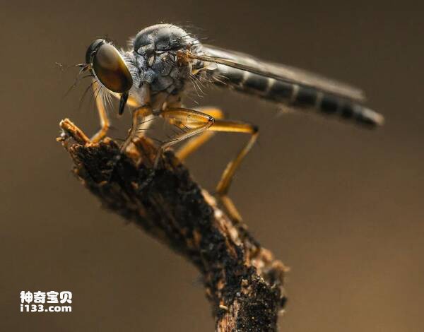 Snatching champions among insects (dragonflies, scarabs and robber flies)