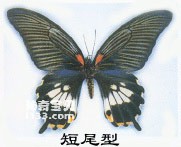 The main identifying characteristics of the beautiful swallowtail butterfly (either with or without 