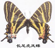 The main identification characteristics of the long-tailed tiger swallowtail butterfly (bad luck)