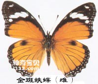 The main identifying characteristics of the golden-spotted butterfly (male and female differ)