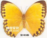 The main identifying characteristics of the Arrow Ring Butterfly (Bamboo Eater)