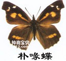 The main identifying characteristics of the common beak butterfly (false-winged tree insect)