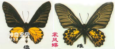 The main identifying characteristics of the Papilion butterfly (the largest butterfly in China)