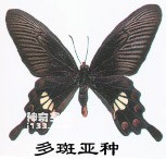 The main identifying characteristics of the red beaded swallowtail butterfly (colorful)