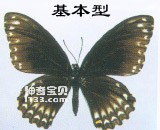 The main identifying characteristics of the Papilion butterfly (variable morphology)