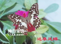 The main identification characteristics of Bodhidharma Papilion butterfly (good ornamental product)