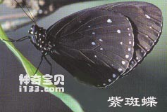 The superb ability of the purple spotted butterfly to defend against enemies (Explicitly Prohibited)