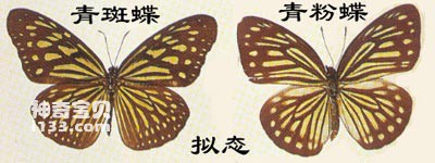 The superb ability of the blue pink butterfly and blue spotted butterfly to defend against enemies (
