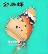 The superb ability of the King Butterfly to defend against enemies (Explicitly Prohibited)