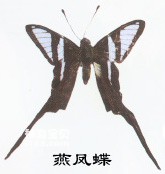 The main identifying characteristics of the swallowtail butterfly (a swallowtail butterfly that spra