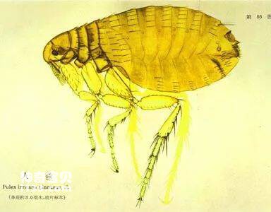 The most famous high jumper among insects (a common characteristic of fleas and flea beetles)