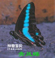 The main identifying characteristics of the blue swallowtail butterfly (a problem for trees)
