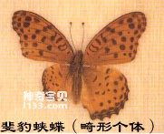 The main identifying characteristics of the Pseudomonas leopard butterfly (not surprising)