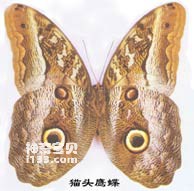 Owl Butterfly's superb ability to defend against enemies (avoiding the most important and takin