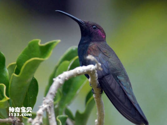 Anthracothorax mango