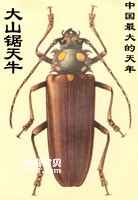 Morphological characteristics of Dashan longhorn beetle (the largest beetle in China)