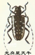The living habits and prevention methods of Star Beetle (the enemy of shelterbelts)