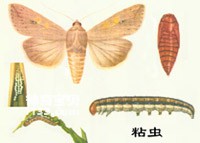 10 caterpillars (larvae of moths) that I was most afraid of as a child