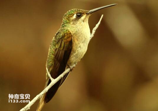 Campylopterus duidae