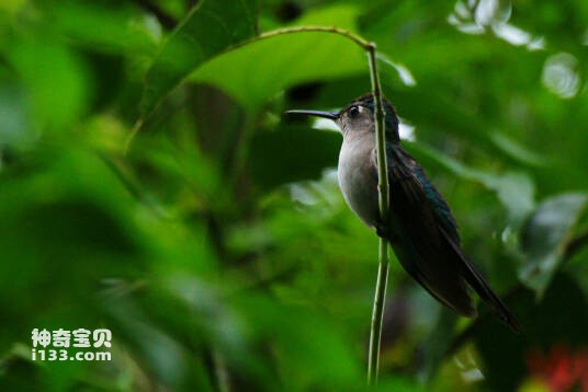 Campylopterus curvipennis