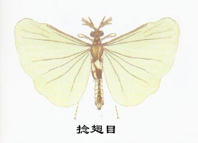 Insects Strepsiptera (parasitic insects)